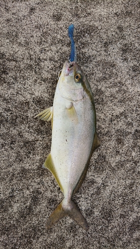 ショゴの釣果