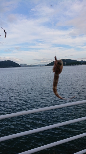 ハゼの釣果