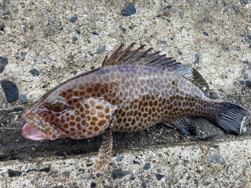 オオモンハタの釣果