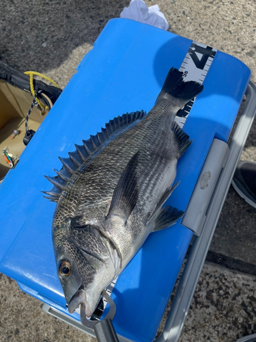 チヌの釣果