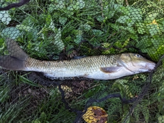 ニゴイの釣果