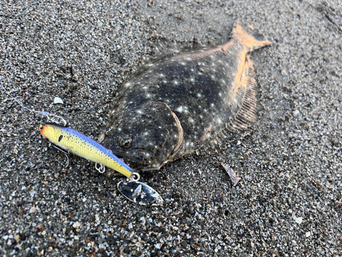 ヒラメの釣果