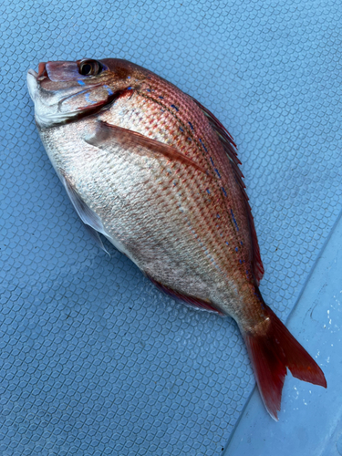 ハナダイの釣果