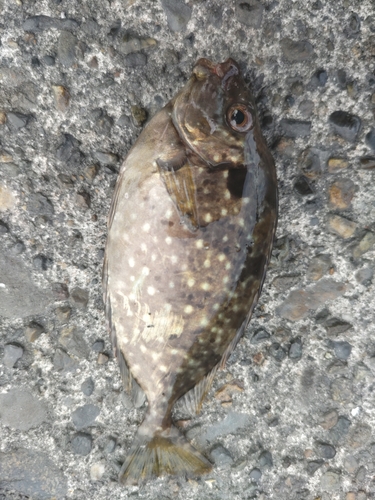 アイゴの釣果