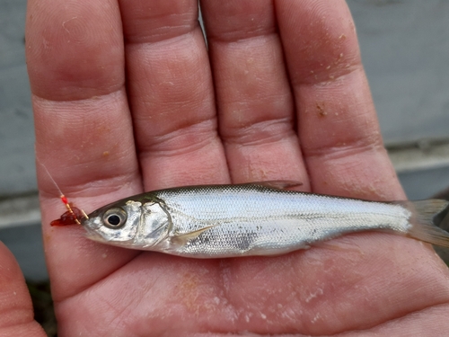 ウグイの釣果