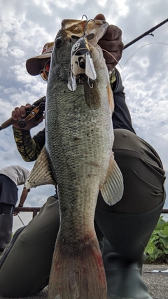 ブラックバスの釣果