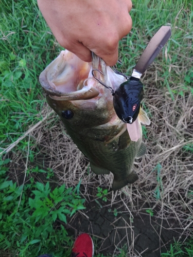 ラージマウスバスの釣果