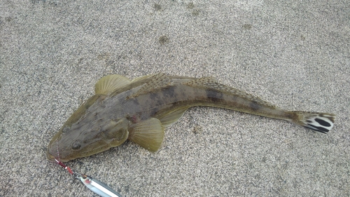 マゴチの釣果