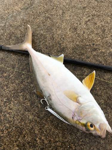 ショゴの釣果