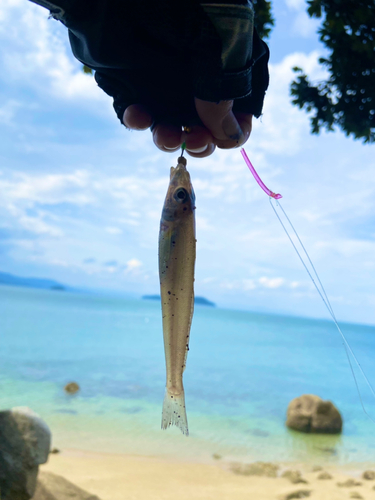 キスの釣果