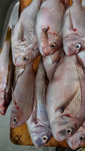 マダイの釣果