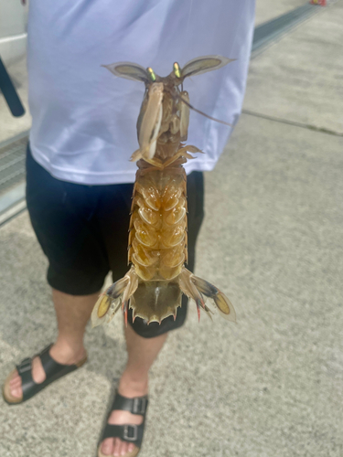 シャコの釣果