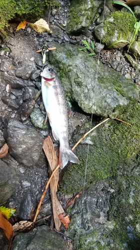 アマゴの釣果