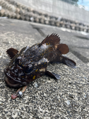 オウゴンムラソイの釣果