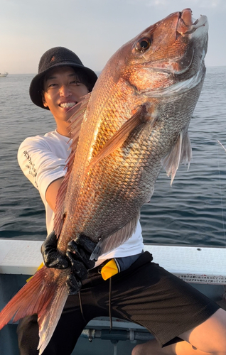 マダイの釣果