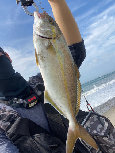 ショゴの釣果