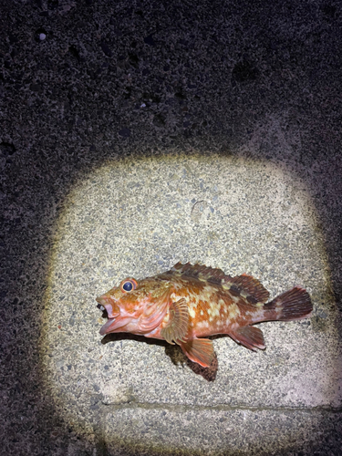 カサゴの釣果