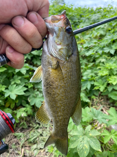 スモールマウスバスの釣果