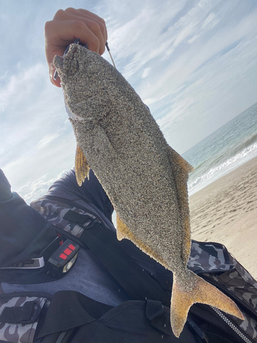 ショゴの釣果