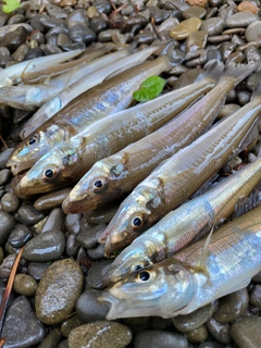 キスの釣果