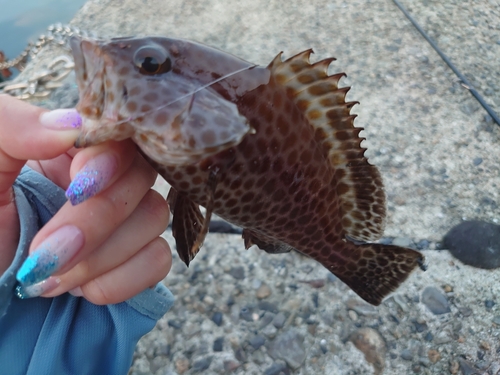 オオモンハタの釣果