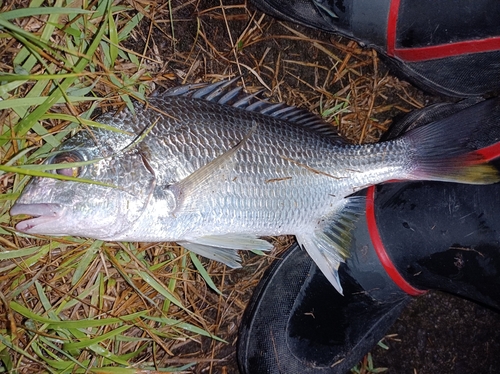 キビレの釣果