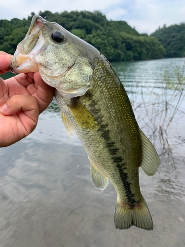 ラージマウスバスの釣果