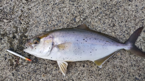 ショゴの釣果