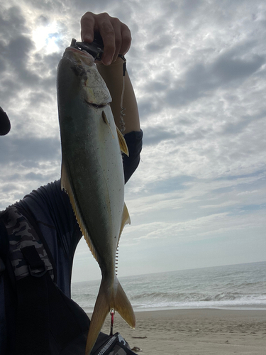 ショゴの釣果