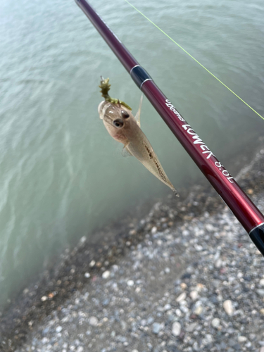 ハゼの釣果