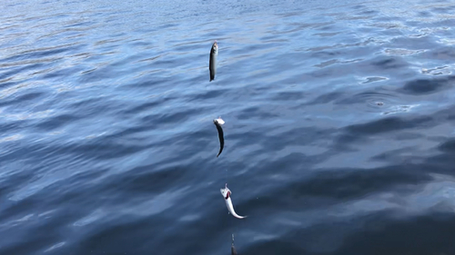 カタクチイワシの釣果