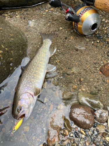 イワナの釣果