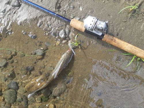 ニゴイの釣果