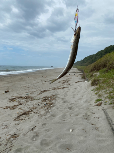 カマスの釣果