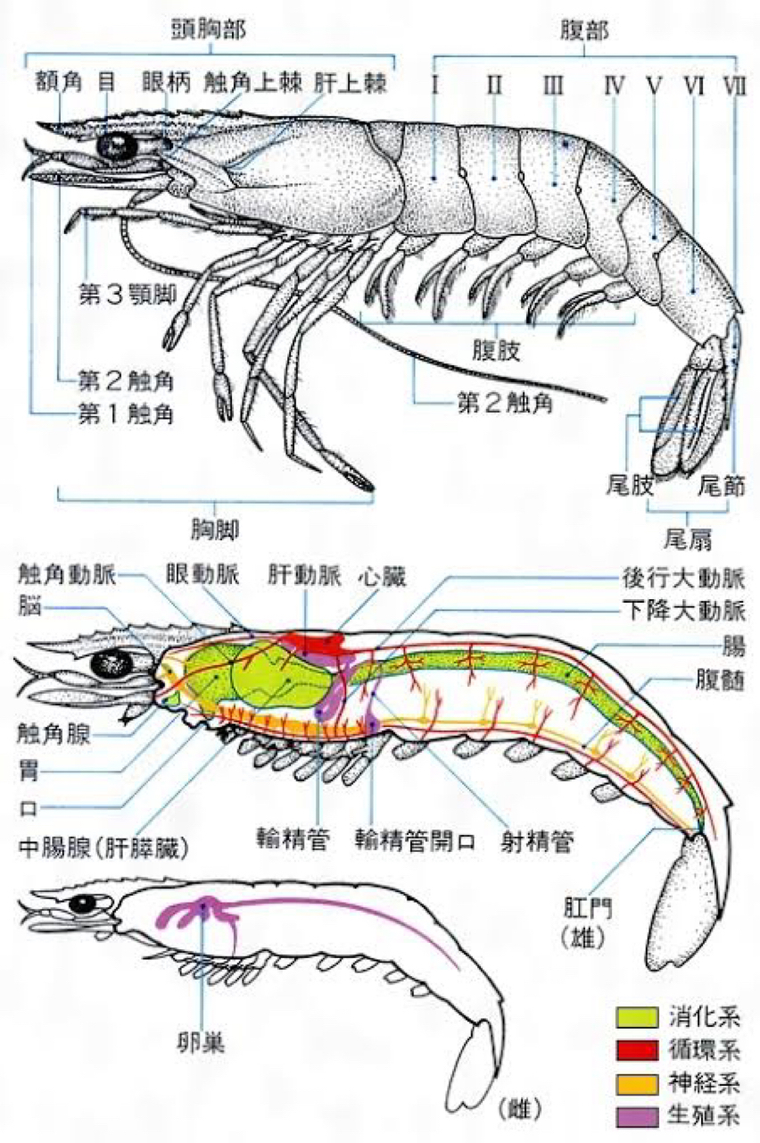 マダイ