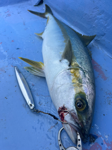 ヒラマサの釣果