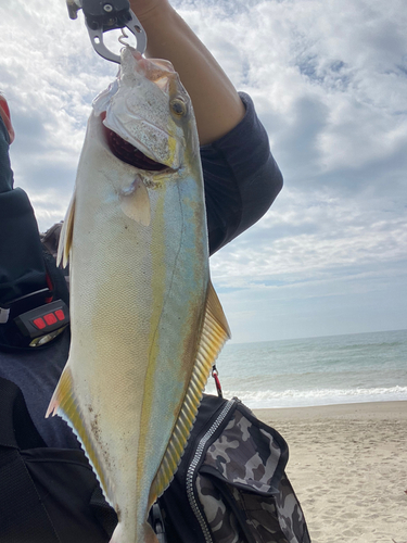 ショゴの釣果