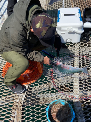 トラウトの釣果