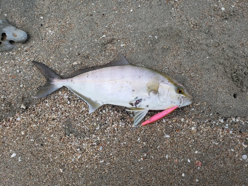 ショゴの釣果