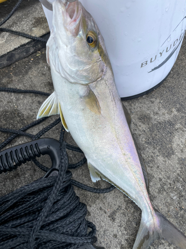 ショゴの釣果