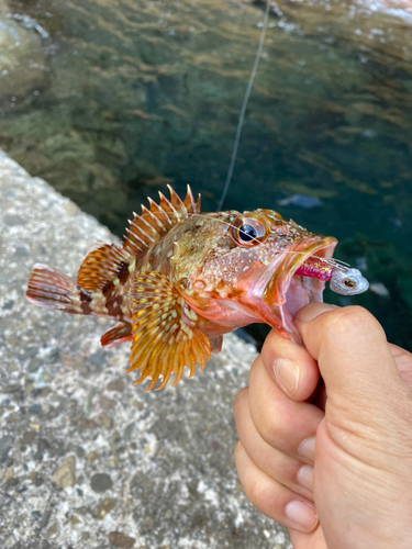 ガシラの釣果