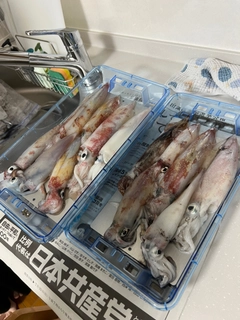 ケンサキイカの釣果