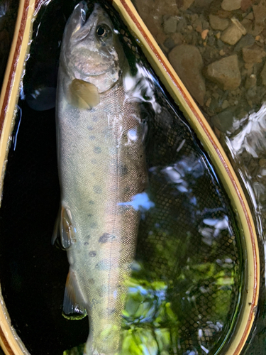 ヤマメの釣果