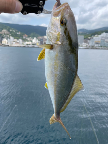 ショゴの釣果