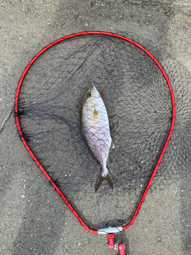 カンパチの釣果