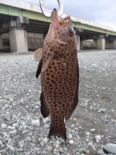 オオモンハタの釣果