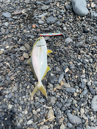 ショゴの釣果