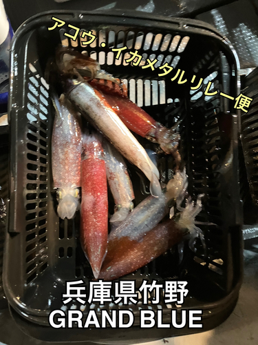 ケンサキイカの釣果