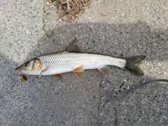 ニゴイの釣果