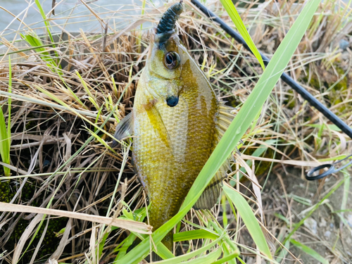 ブルーギルの釣果